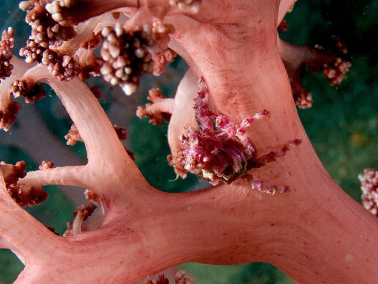  Hoplophrys oatesii (Soft Coral Spider Crab)